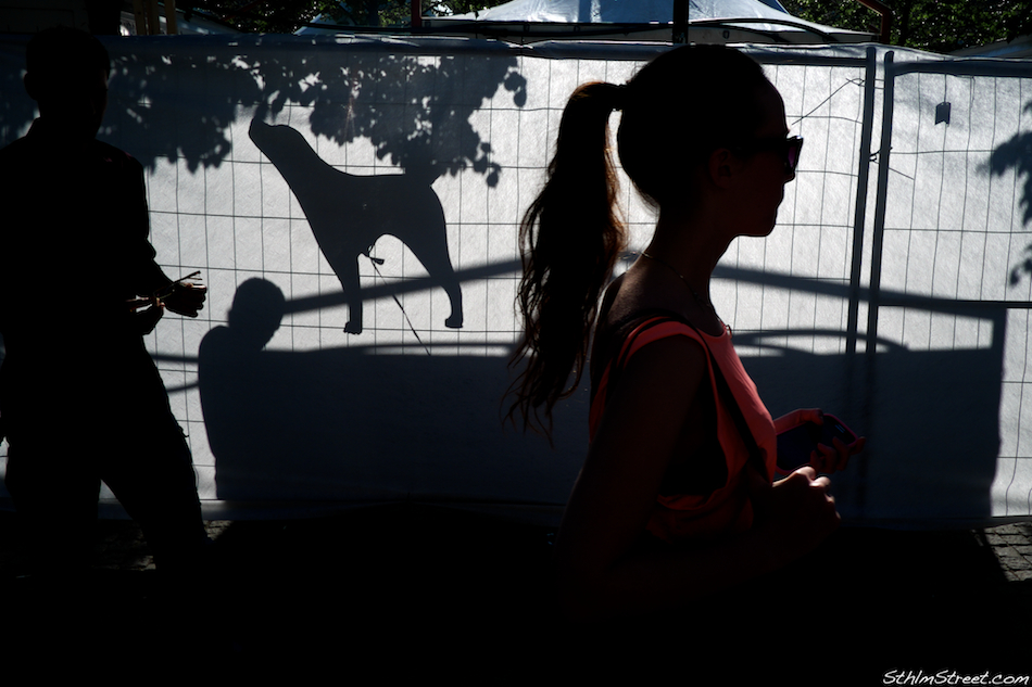 Sthlm, 2013: Rising dog