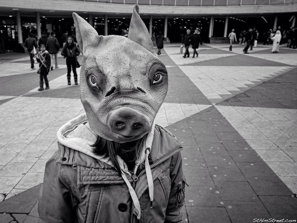 Sthlm, 2013: Pigfaced