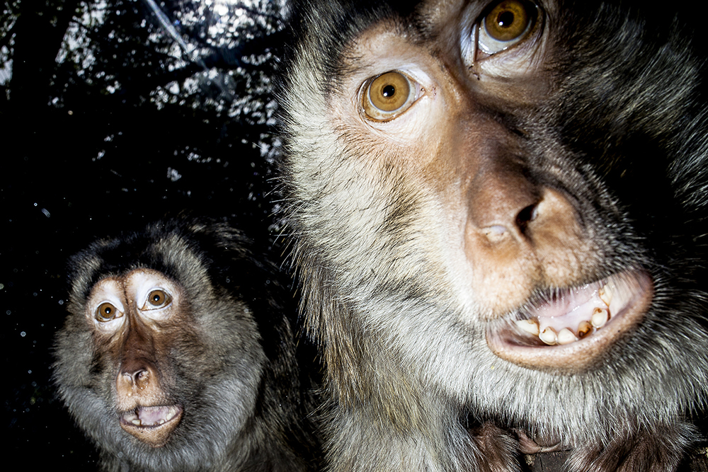 1_SALVATORE_MATARAZZO